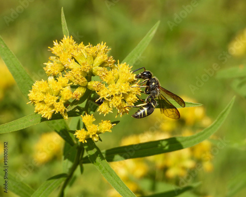Euthamia graminifolia - Grass-leaved Goldenrod Native North American Wildflower