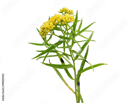 Euthamia graminifolia - Grass-leaved Goldenrod Native North American Wildflower Isolated on White