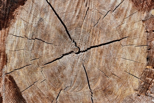 Tree trunk texture