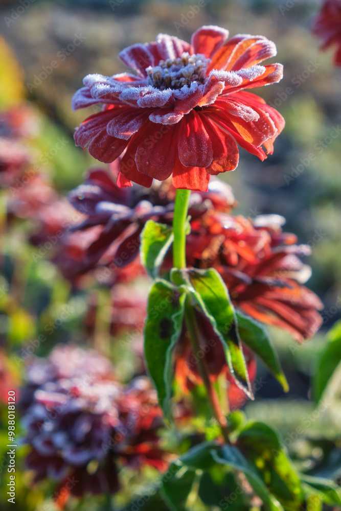 Red Zinnia flowers covered with hoarfrost. Frost in Autumn season. Red Zinnia flowers covered with hoarfrost. Frost in Autumn season.