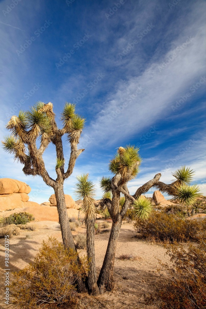 Joshua Trees And Cloudy Sky