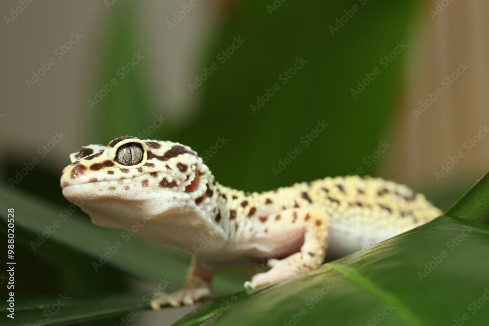 One beautiful gecko on green leaf, closeup One beautiful gecko on green leaf, closeup