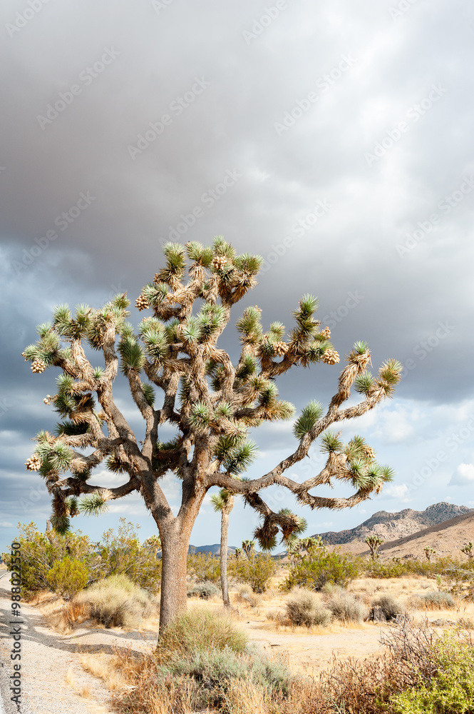 Dramatic sky over Joshua Tree National Park Dramatic sky over Joshua Tree National Park