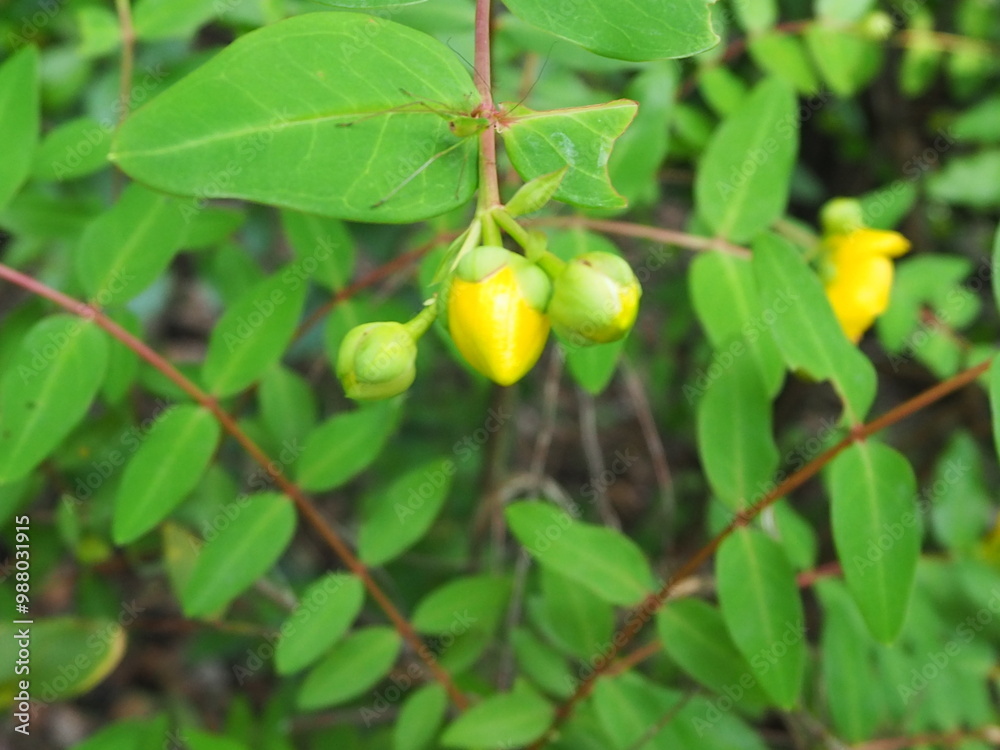 Obraz premium キンシバイの蕾と虫