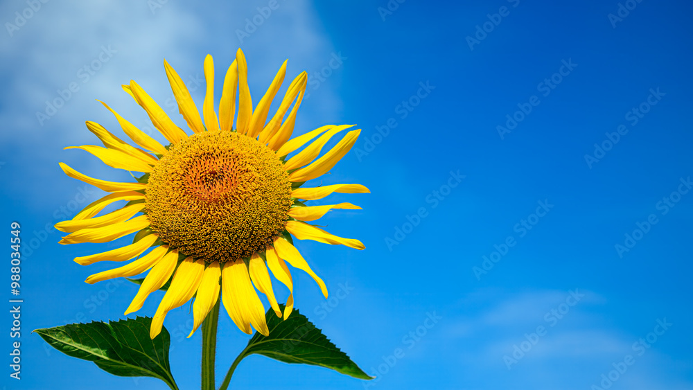 Single sunflower in full bloom with bright yellow petals standing tall against vivid blue sky. large detailed flower head is framed by lush green leaves, striking contrast with clear sky Single sunflower in full bloom with bright yellow petals standing tall against vivid blue sky. large detailed flower head is framed by lush green leaves, striking contrast with clear sky