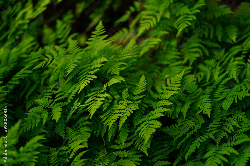 Delicate Ferns in the Rainforest Delicate Ferns in the Rainforest