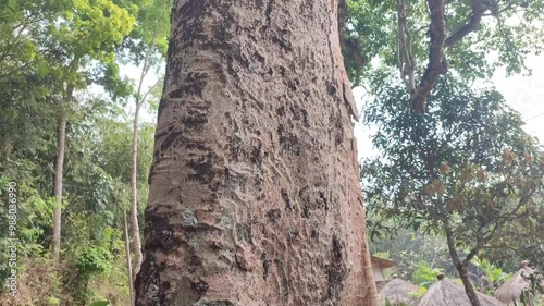 big kepuh tree trunk photo