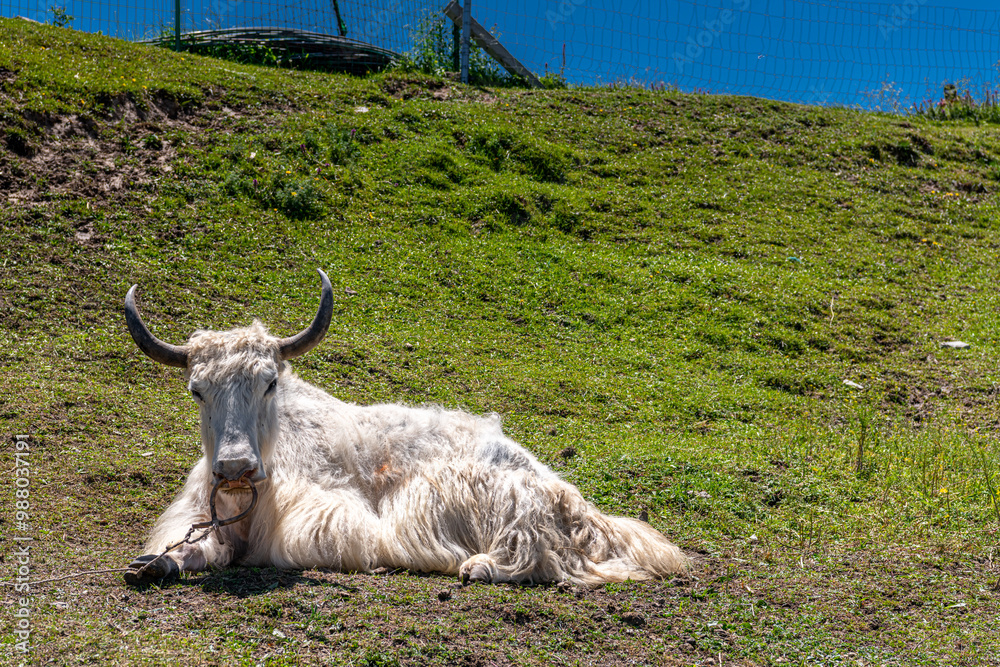 White yak peacefully laying on the grass around Qinghai lake, China