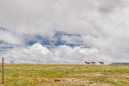 Tibetan donkeys running on the hills of no mans land of Kunlun mountains and Hoh Xil, Qinghai, China photo