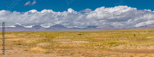 Panorama of the Tibetan antelopes on the fields of no mans land of Kunlun mountains and Hoh Xil photo