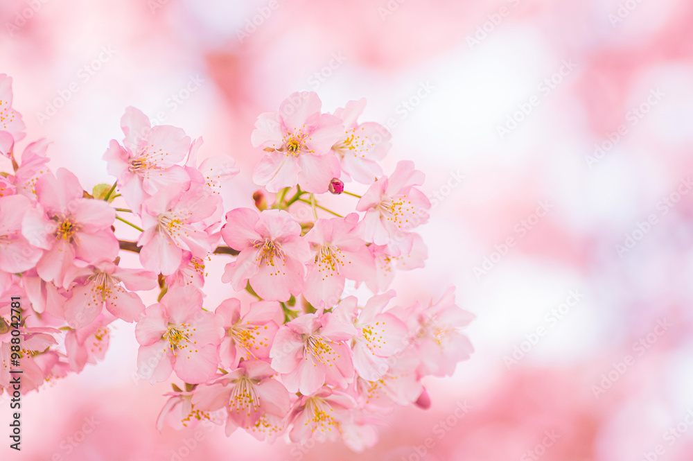 春 鮮やかに咲く河津桜 春 鮮やかに咲く河津桜