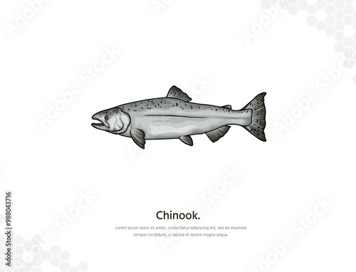Chinook Salmon ocean phase vector art for wall decoration