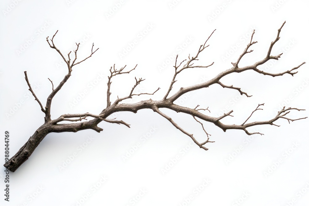 Symbolic tree branch art on solid white background, single object Symbolic tree branch art on solid white background, single object