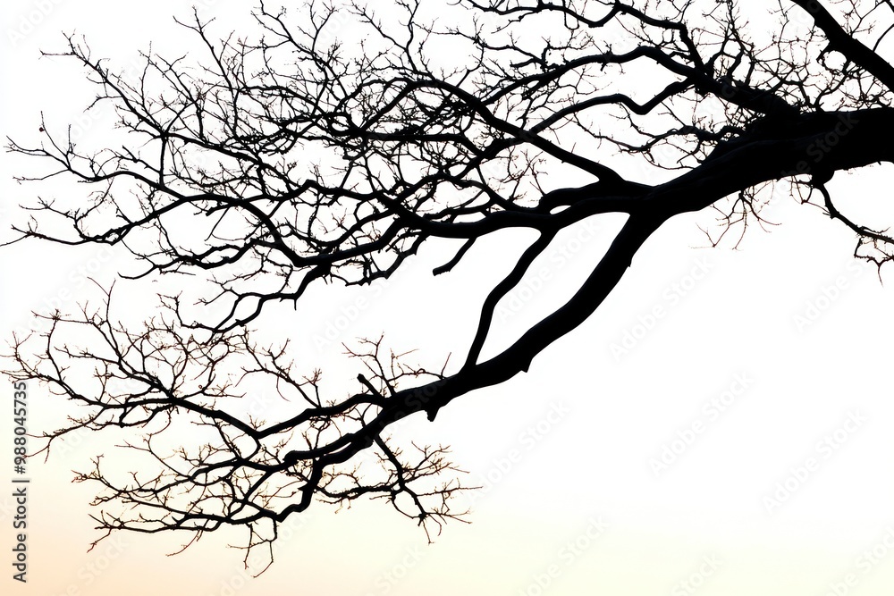 Tree branch silhouette at sunset on solid white background, single object Tree branch silhouette at sunset on solid white background, single object