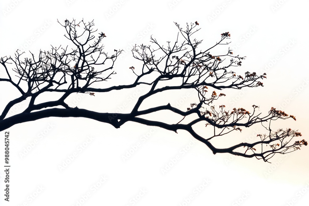 Fototapeta premium Tree branch silhouette at sunset on solid white background, single object