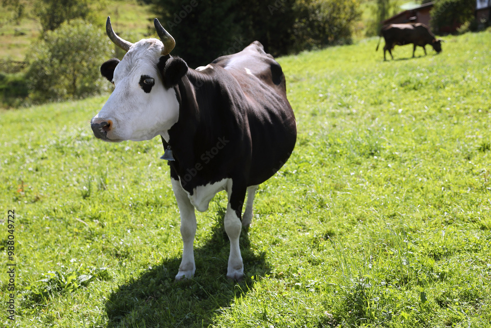 Beautiful cow grazing outdoors on sunny day. Space for text Beautiful cow grazing outdoors on sunny day. Space for text