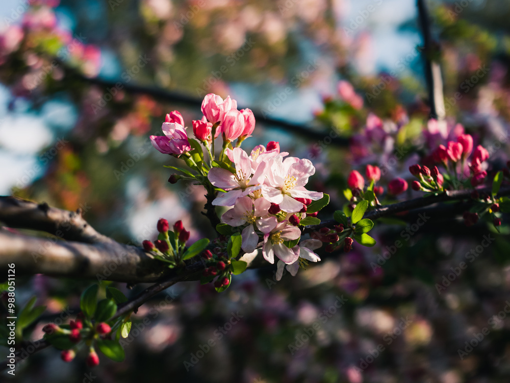 Spring blossom in the park Spring blossom in the park