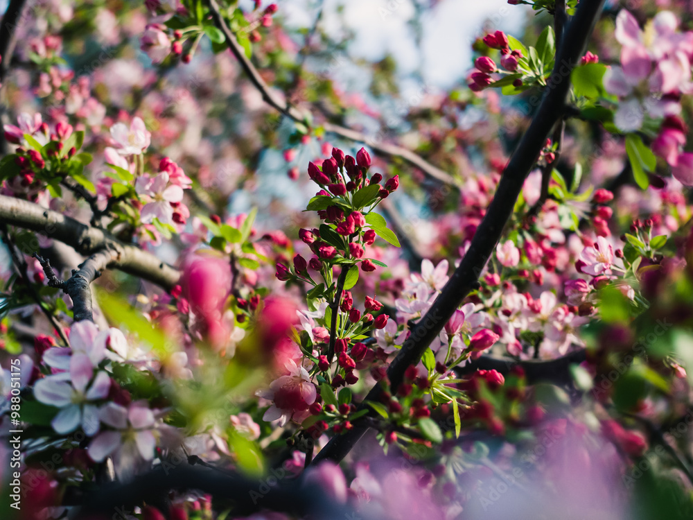 Spring blossom in the park