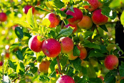Apple orchard. Ripe red apples in garden. Red apples on a branch. Apple orchard for background. Apple tree.