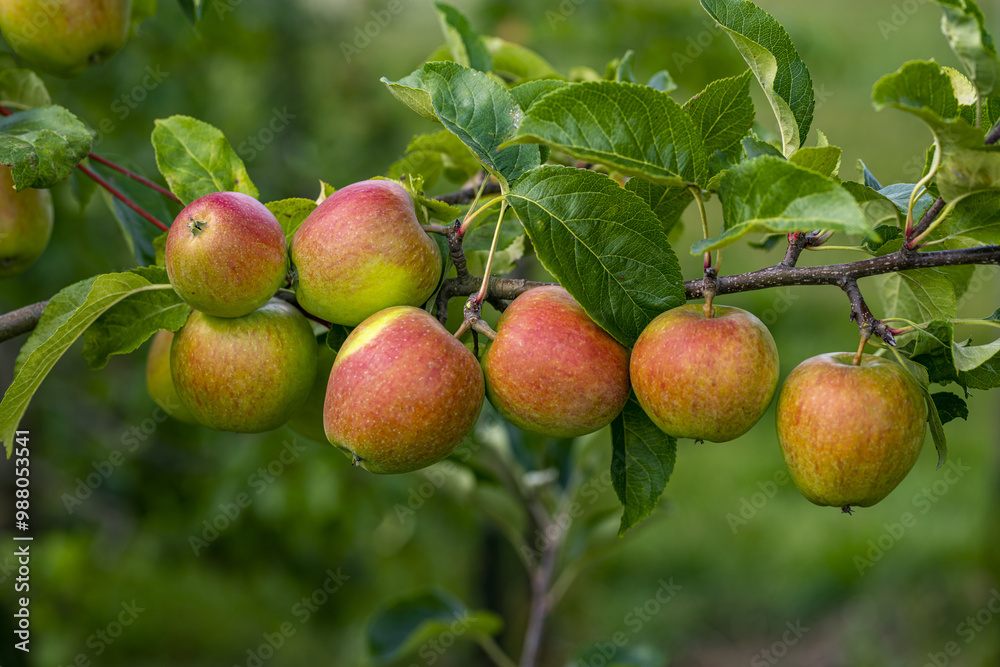 Apple trees with ripe red apples in the garden. Natural red apples on branches of trees. Autumn apple orchard. Red juicy apples in apple orchard. Apple trees with ripe red apples in the garden. Natural red apples on branches of trees. Autumn apple orchard. Red juicy apples in apple orchard.