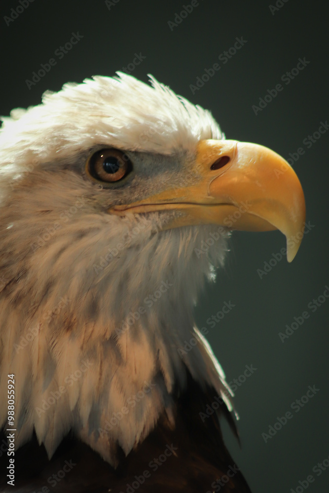Obraz premium american bald eagle