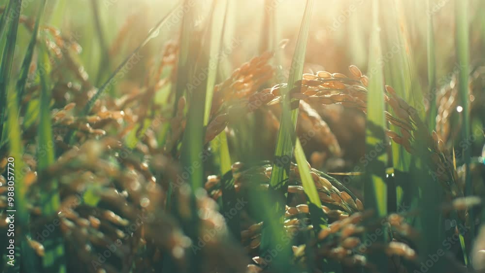 Ears of rice plants swaying in wind in a paddy field in autumn or fall, Agriculture or cultivate, 4K slow motion	