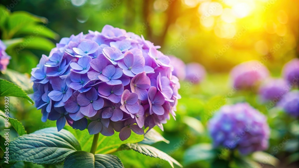 Hydrangea flower blooming in a public park garden, hydrangea, flower, garden, park, nature, bloom, blossoming, colorful Hydrangea flower blooming in a public park garden, hydrangea, flower, garden, park, nature, bloom, blossoming, colorful