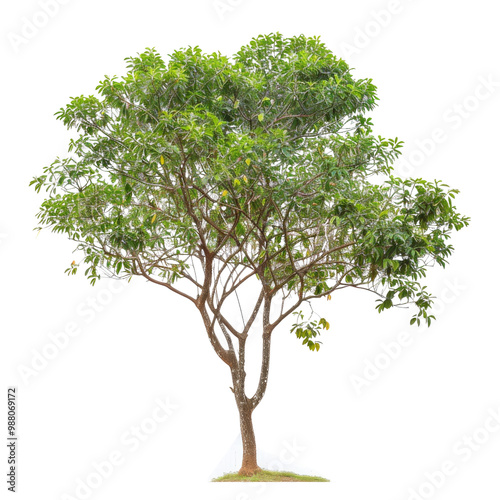Lophostemon Confertus Tree Isolated on White Background