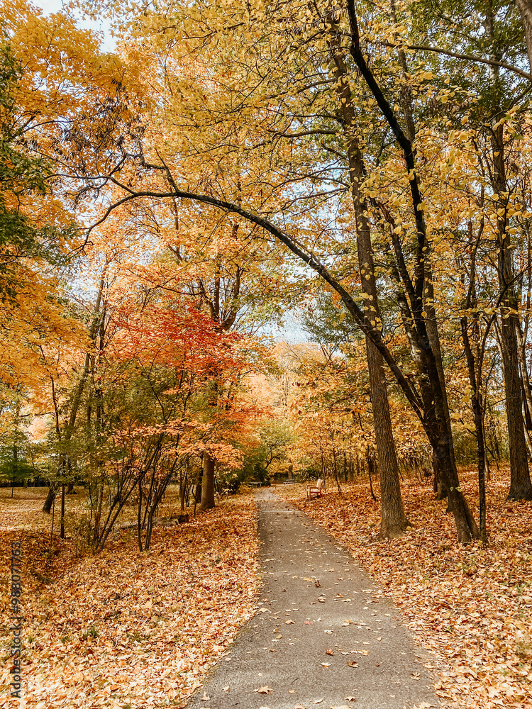 Fototapeta premium A peaceful autumn path lined with golden and red trees, covered in fallen leaves, capturing the serene beauty of nature during the fall season, perfect for a tranquil walk in the forest.