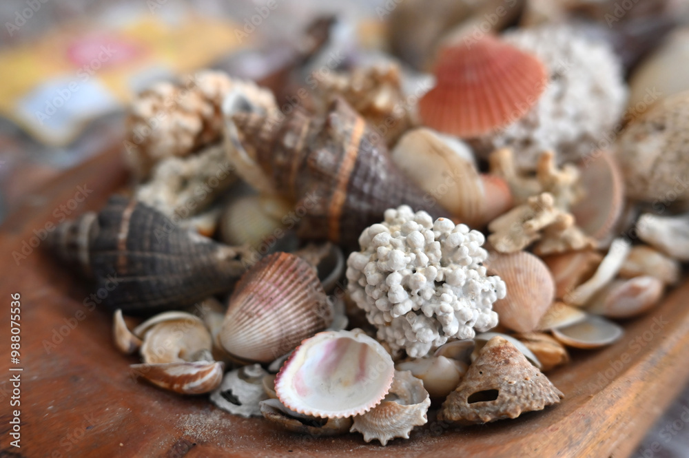 corals oysters beach brazilian coastline sea atlantic ocean sunny day natural beauty Bahia brazil holidays corals oysters beach brazilian coastline sea atlantic ocean sunny day natural beauty Bahia brazil holidays