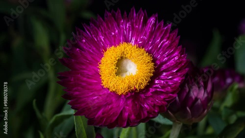 Helichrysum flowering time-lapse photography