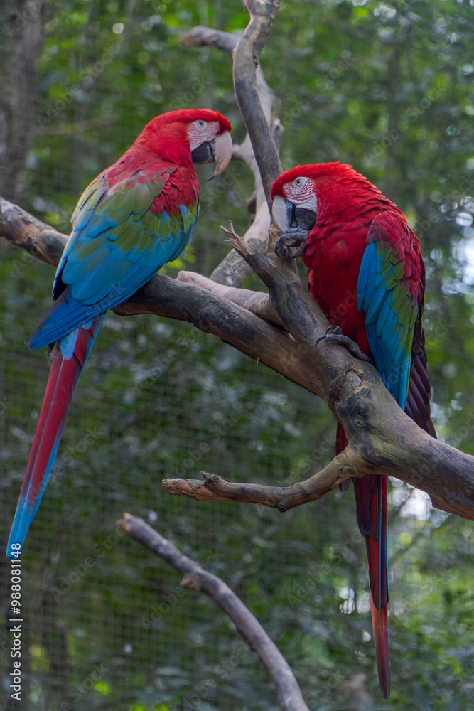 Fototapeta premium Guacamaya roja (Ara macao). Es conocida por su plumaje vibrante de colores rojo, amarillo y azul. 