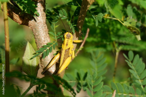 leaf-eating grasshoppers in the fields photo