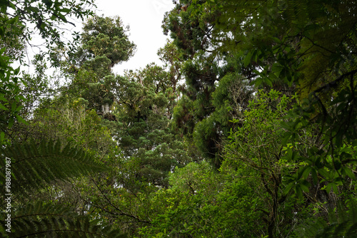 View from along the Mangawhero Forest Walk near Ohakune, New Zealand photo