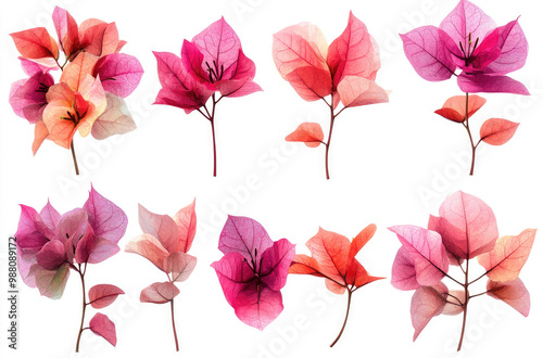 A Collection of Bougainvillea Blossoms in Various Colors for a Vibrant and Tropical Garden Display