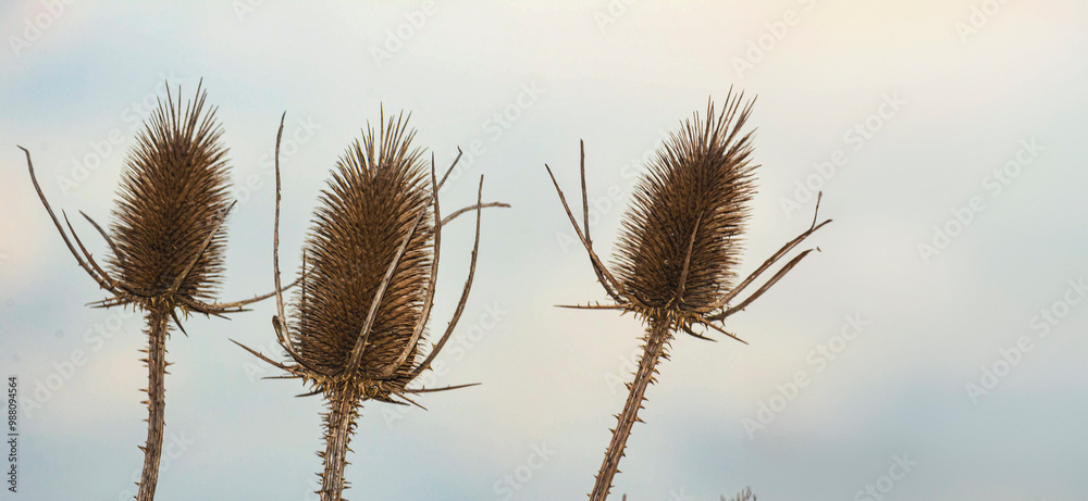 Obraz premium dry grass on a blue background