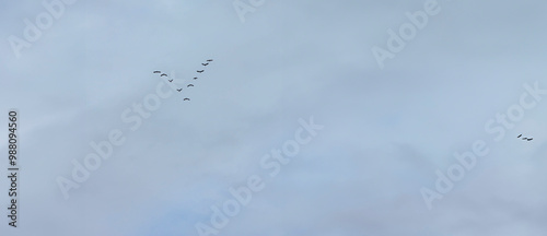 flock of birds