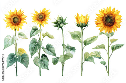 A Series of Sunflowers in Different Shapes for a Bright and Cheerful Floral Decoration