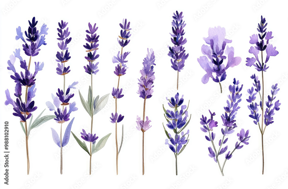Fototapeta premium A Variety of Lavender Sprigs in Different Sizes Minimalist Floral Design