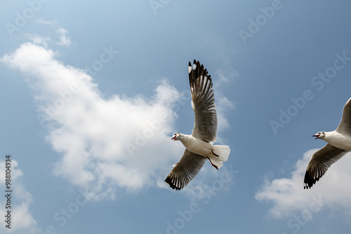 Seagulls flying in the blue sky, chasing after food to eat at Bangpu, Thailand. photo