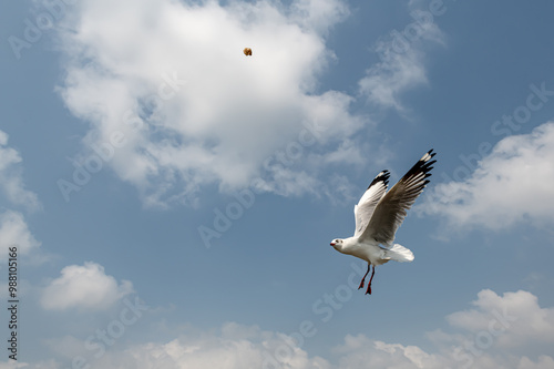 Seagulls flying in the blue sky, chasing after food to eat at Bangpu, Thailand. photo