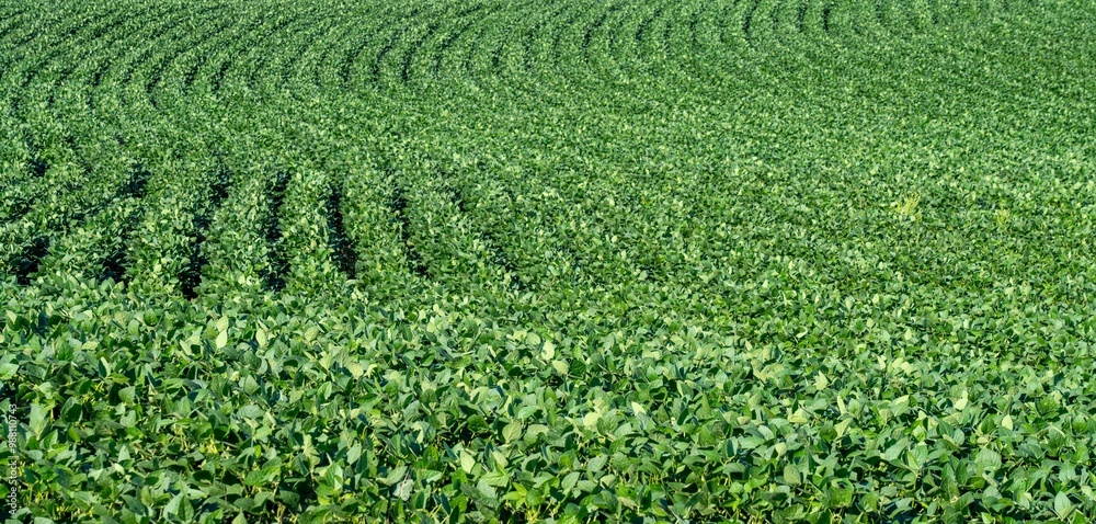 Expansive soybean field with rows of green plants. Expansive soybean field with rows of green plants.