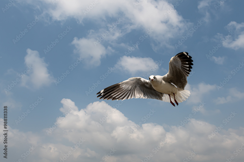 Obraz premium Seagulls flying in the blue sky, chasing after food to eat at Bangpu, Thailand.