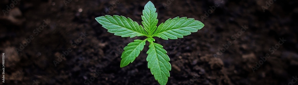 Fresh green plant sprouting from soil Fresh green plant sprouting from soil