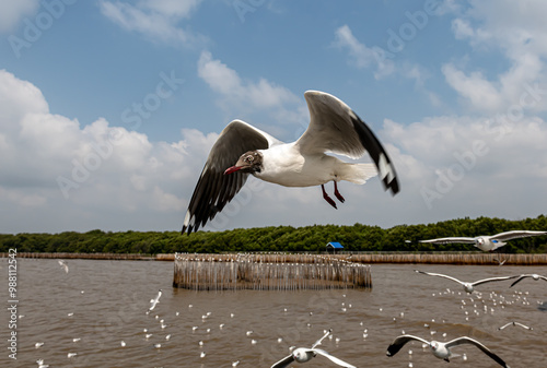 Seagulls flying in the blue sky, chasing after food to eat at Bangpu, Thailand. photo