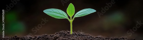 Young green plant sprouting from dark soil photo