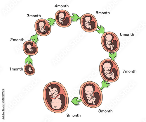 胎児の成長過程（English）