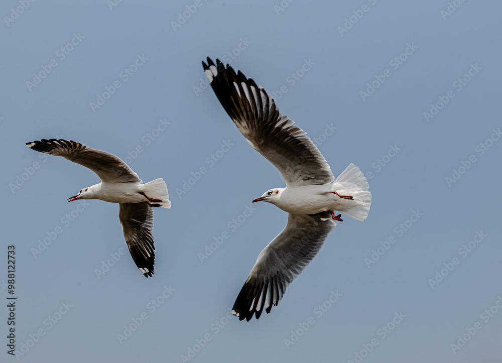 Seagulls flying in the blue sky, chasing after food to eat at Bangpu, Thailand. Seagulls flying in the blue sky, chasing after food to eat at Bangpu, Thailand.