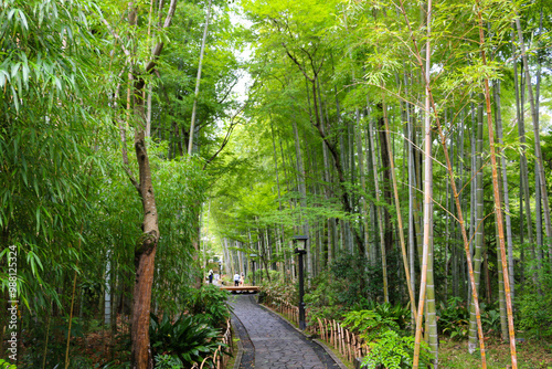 Bamboo Forest Path shuzenji Onsen ZEKKEI Japan Chikurin-no-Komichi SORA August 2024 photo