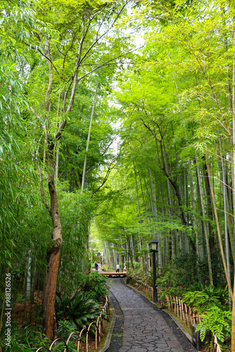 Bamboo Forest Path shuzenji Onsen ZEKKEI Japan Chikurin-no-Komichi SORA August 2024